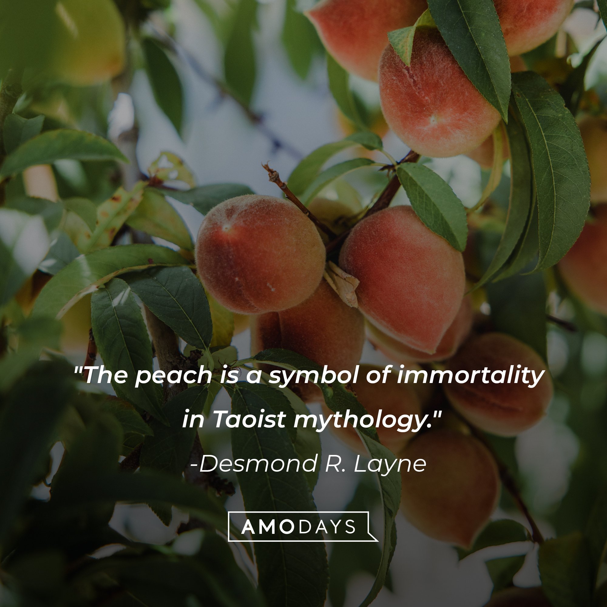 Desmond R. Layne's quote: "The peach is a symbol of immortality in Taoist mythology." | Image: AmoDays
