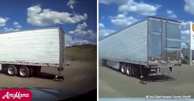 Dog tied to a moving truck struggles to keep up until a good Samaritan saves him