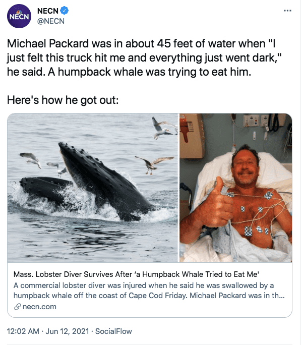 A screenshot of a whale incident survivor Michael Packard | Photo: twitter.com/NECN