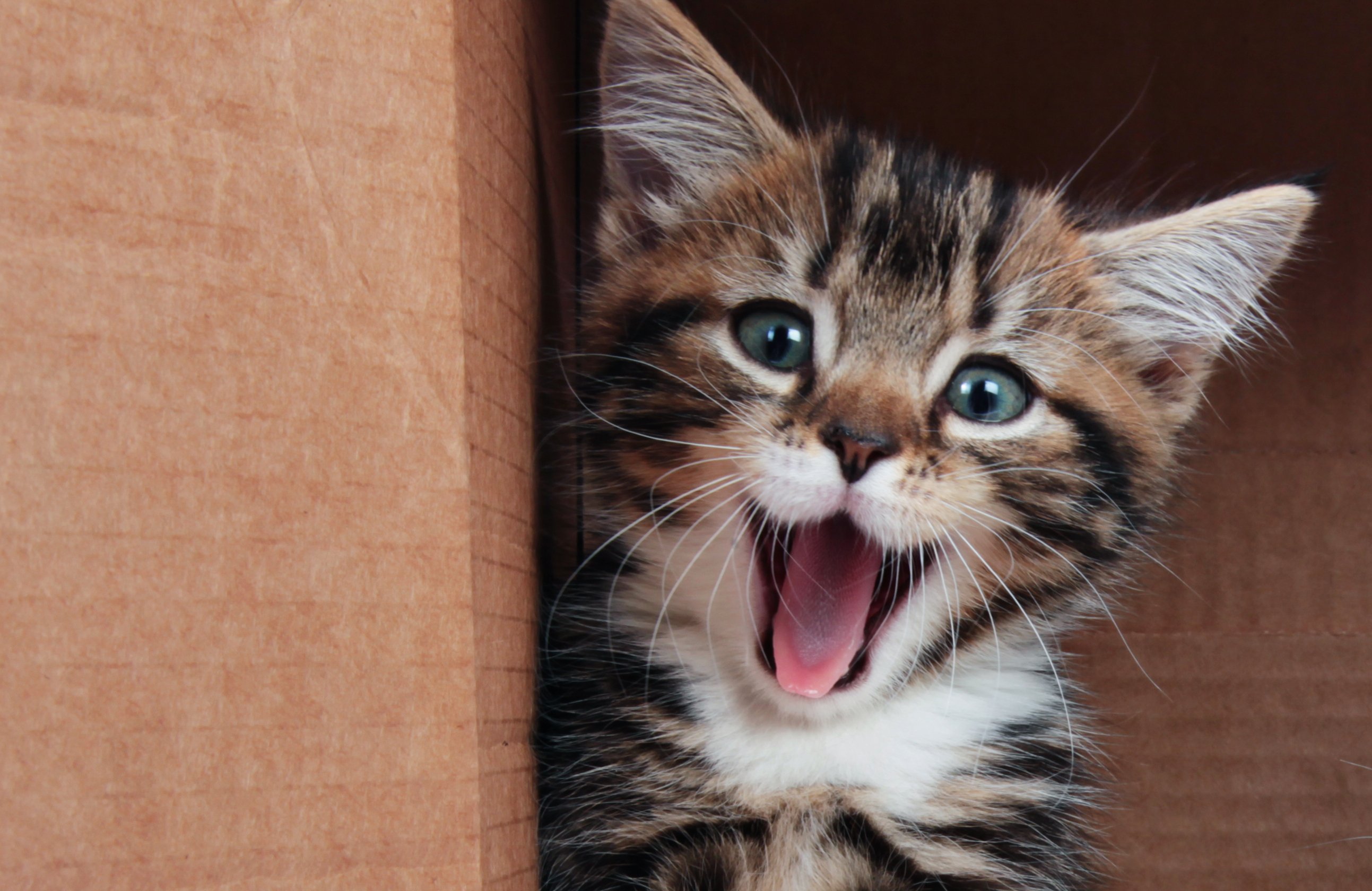 Foto einer glücklichen gescheckten Katze | Quelle: Shutterstock Foto einer glücklichen gescheckten Katze | Quelle: Shutterstock