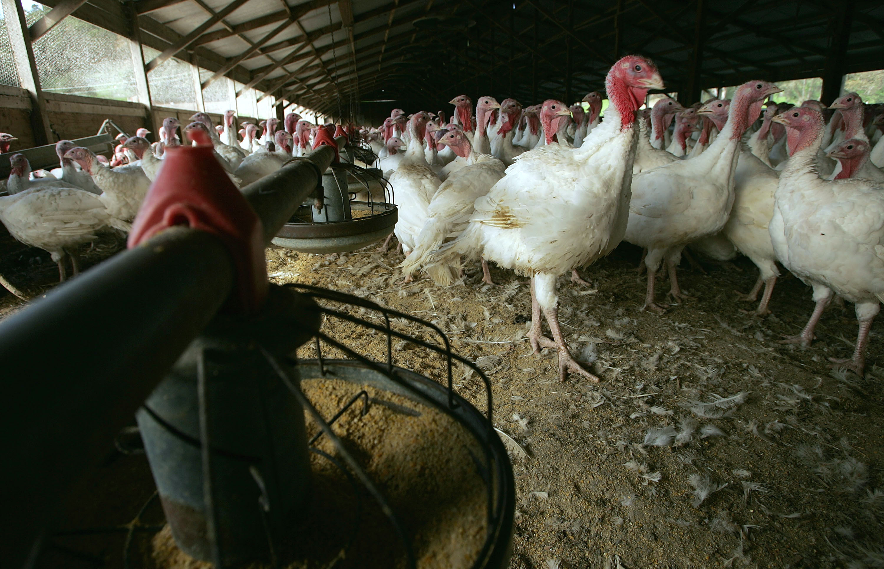 Turkeys | Source: Getty Images