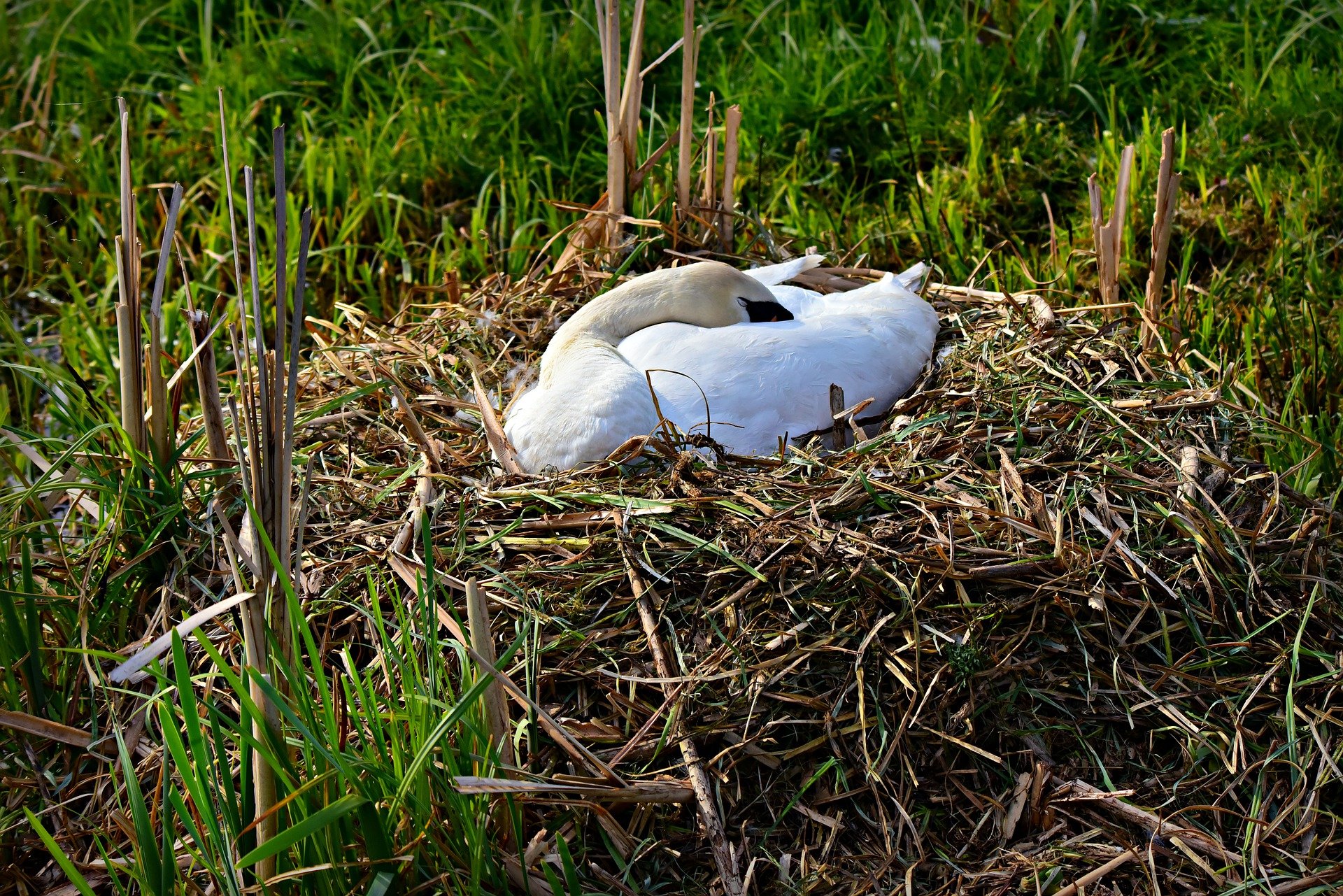 A swan protecting its nest. | Source: Pixabay.com