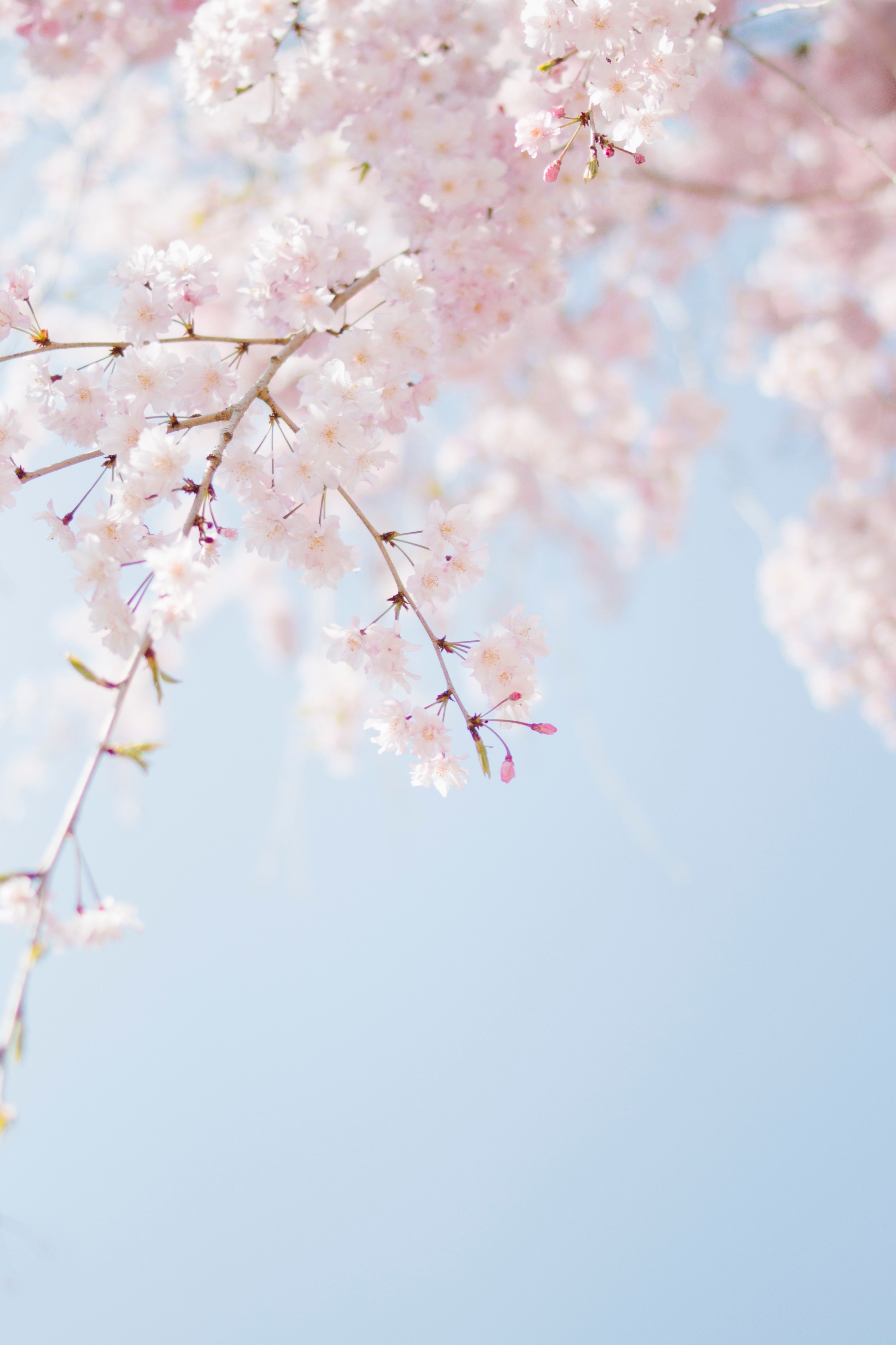 Cherry blossoms | Unsplash 