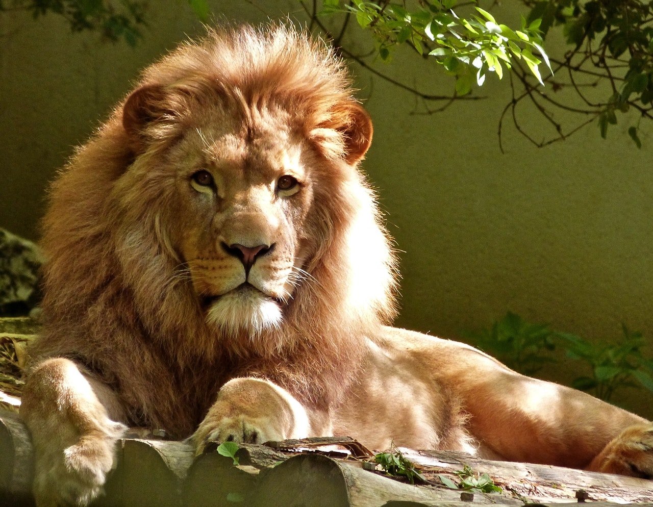 Photo of a lion lying down | Photo: Pexels