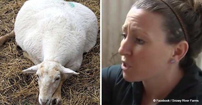 Woman goes to say goodbye to gravely ill pregnant sheep but saw 4 lambs crawl out from the straw