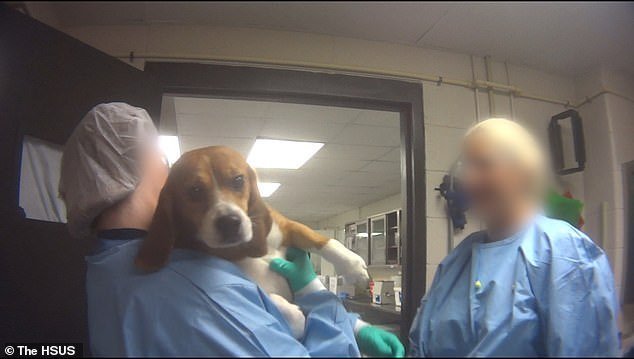 Versuchshund im Labor | Quelle: YouTube/The Humane Society of the United States