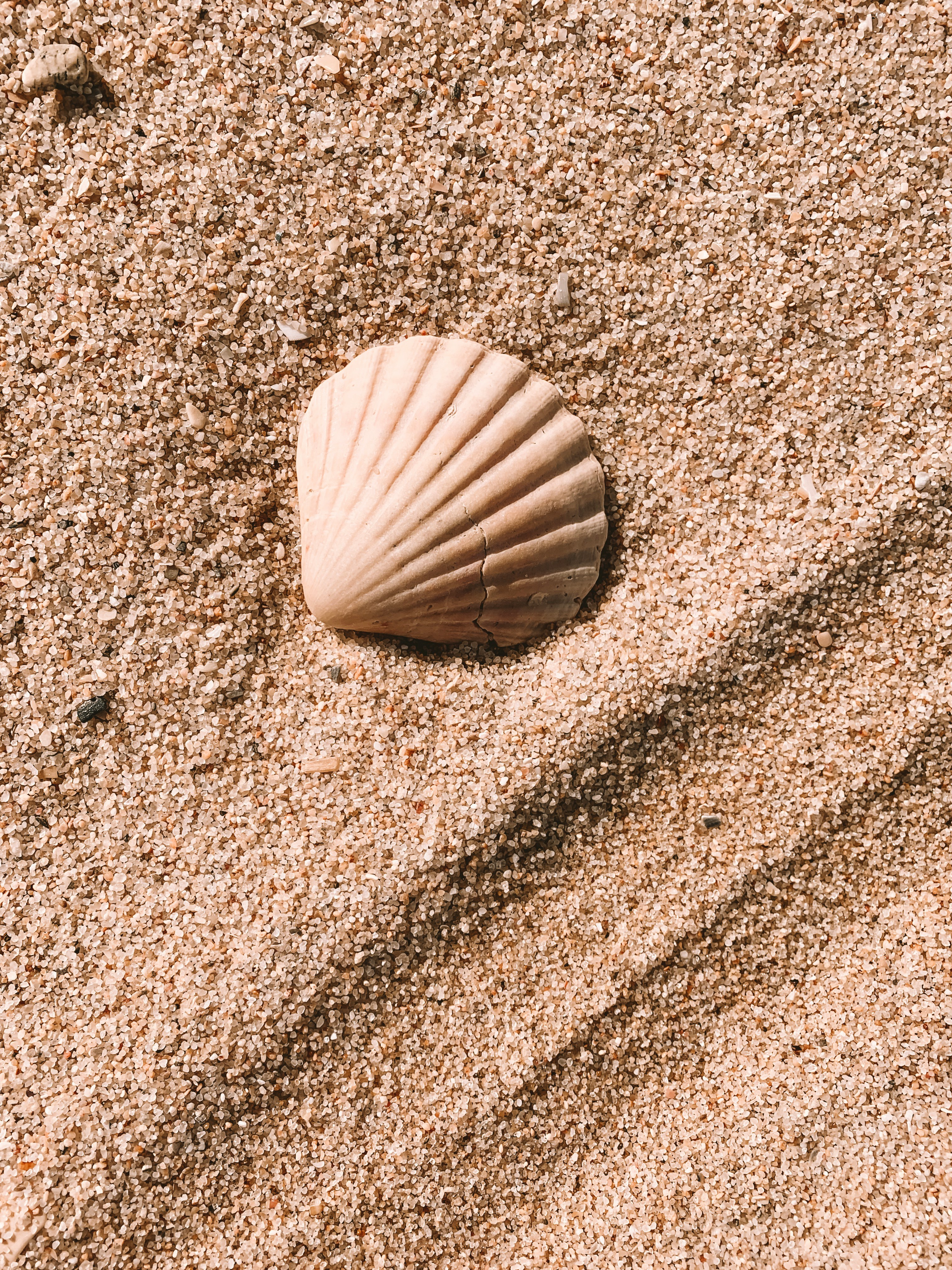 A seashell | Source: Unsplash