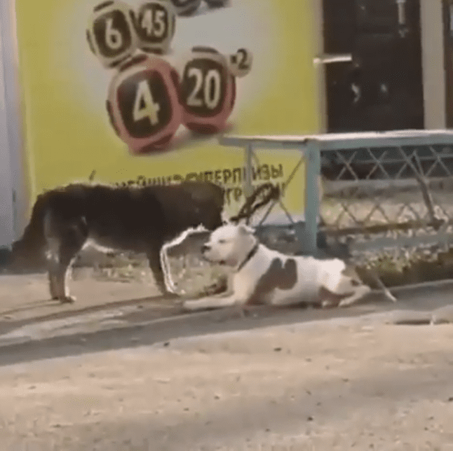 El perrito corrió a liberar a la mascota. || Fuente: Instagram/natasha_nvrs El perrito corrió a liberar a la mascota. || Fuente: Instagram/natasha_nvrs