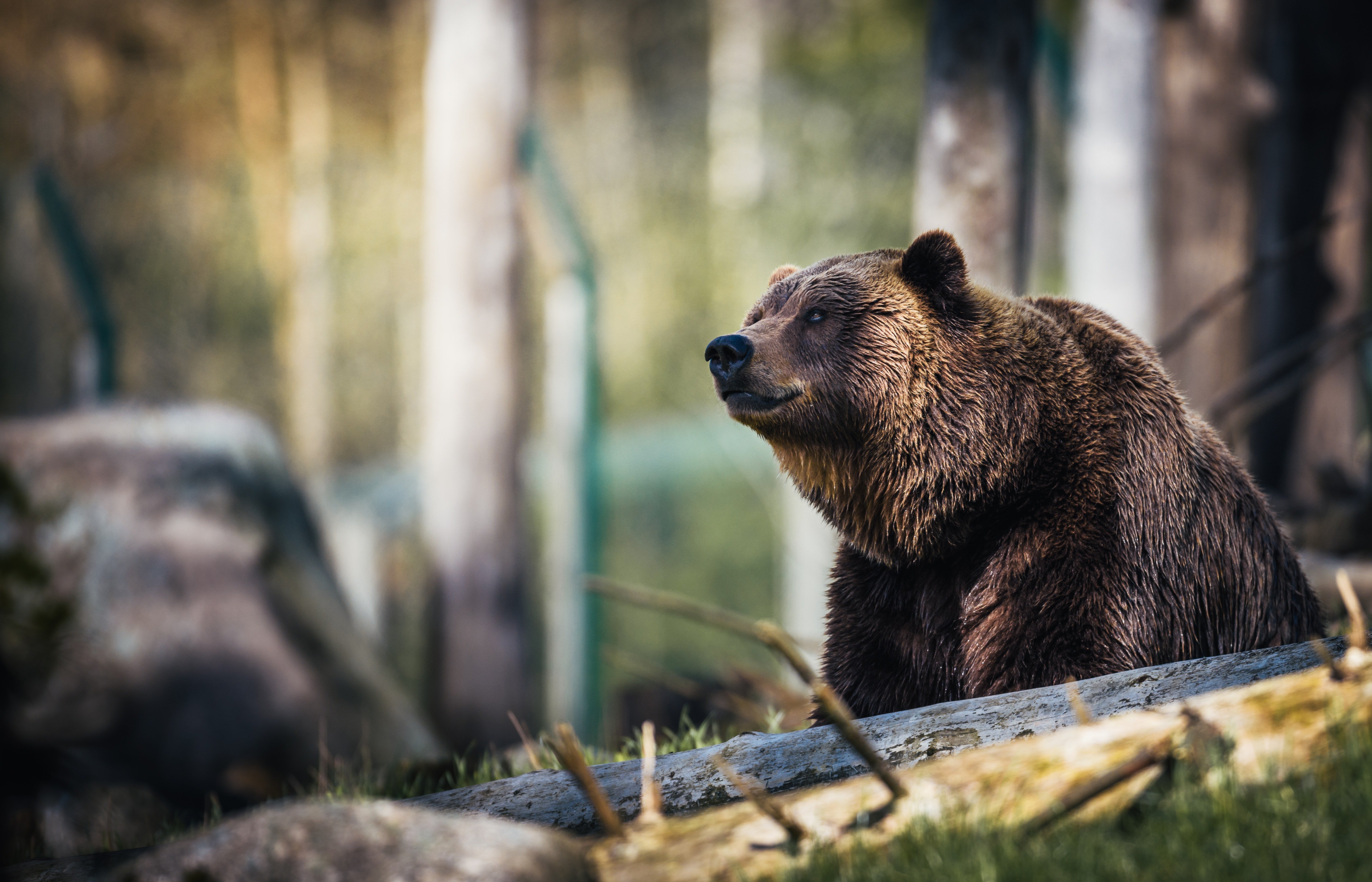 A grizzly bear can be seen in between branches | Photo: Pexels/Janko Ferlic