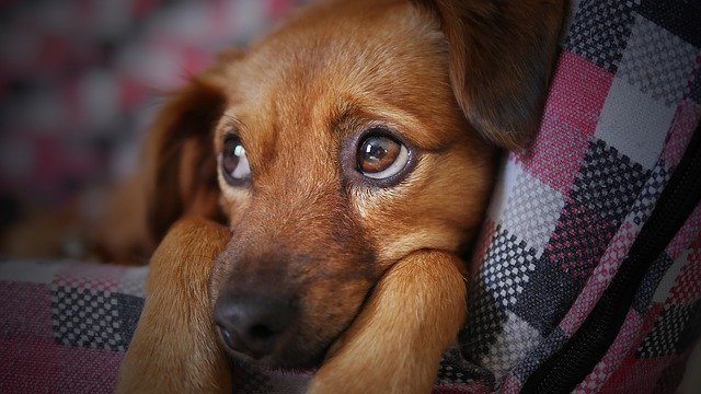 A puppy rests in someone's arm | Photo: Pixabay