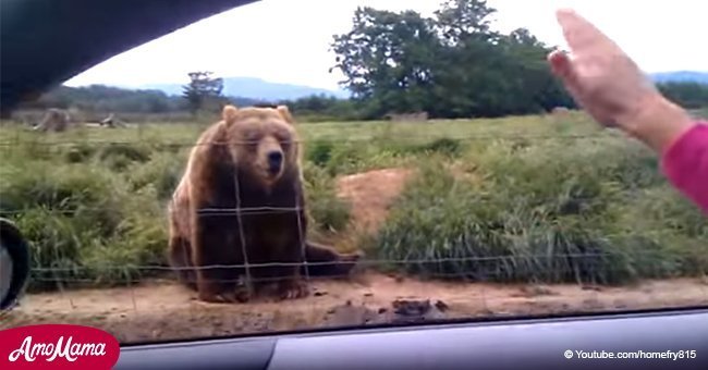 Adorable Grizzly bear sits next to the road and waves to drivers