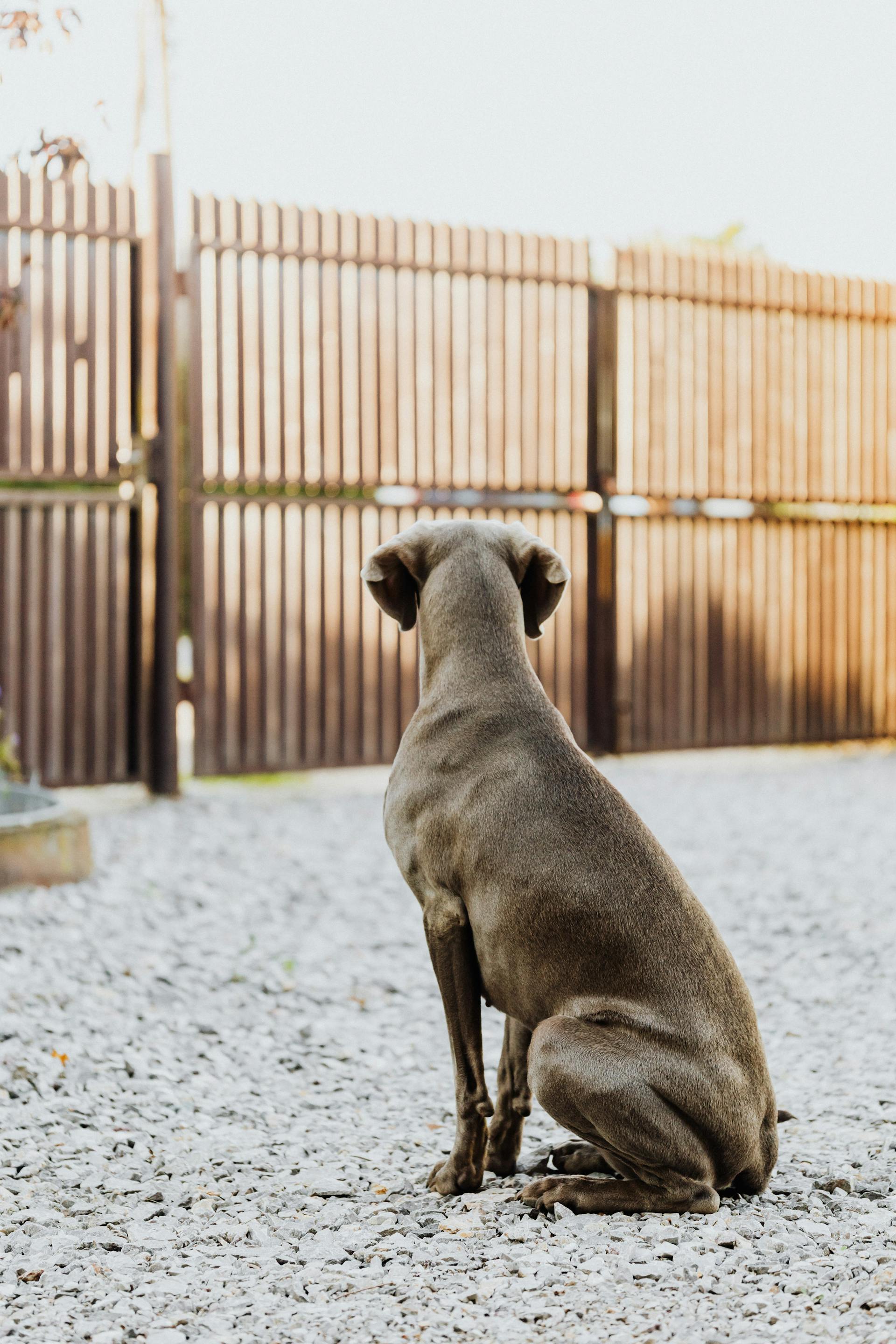 A dog standing outdoors | Source: Pexels