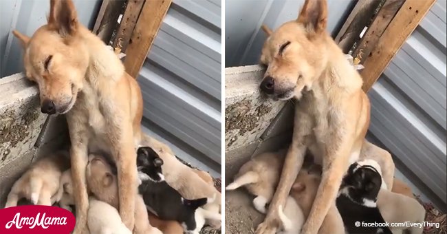Ein herzzerreißendes Video zeigt, wie eine erschöpfte Hundemama versucht, ihre 12 kleine Welpen zu säugen