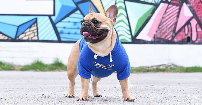 Pet Dog Summer Basketball Jersey Sport Vest Cat Sweatshirt Clothes For  Small Medium Dogs French Bulldog Dropshipping WSC37 - AliExpress