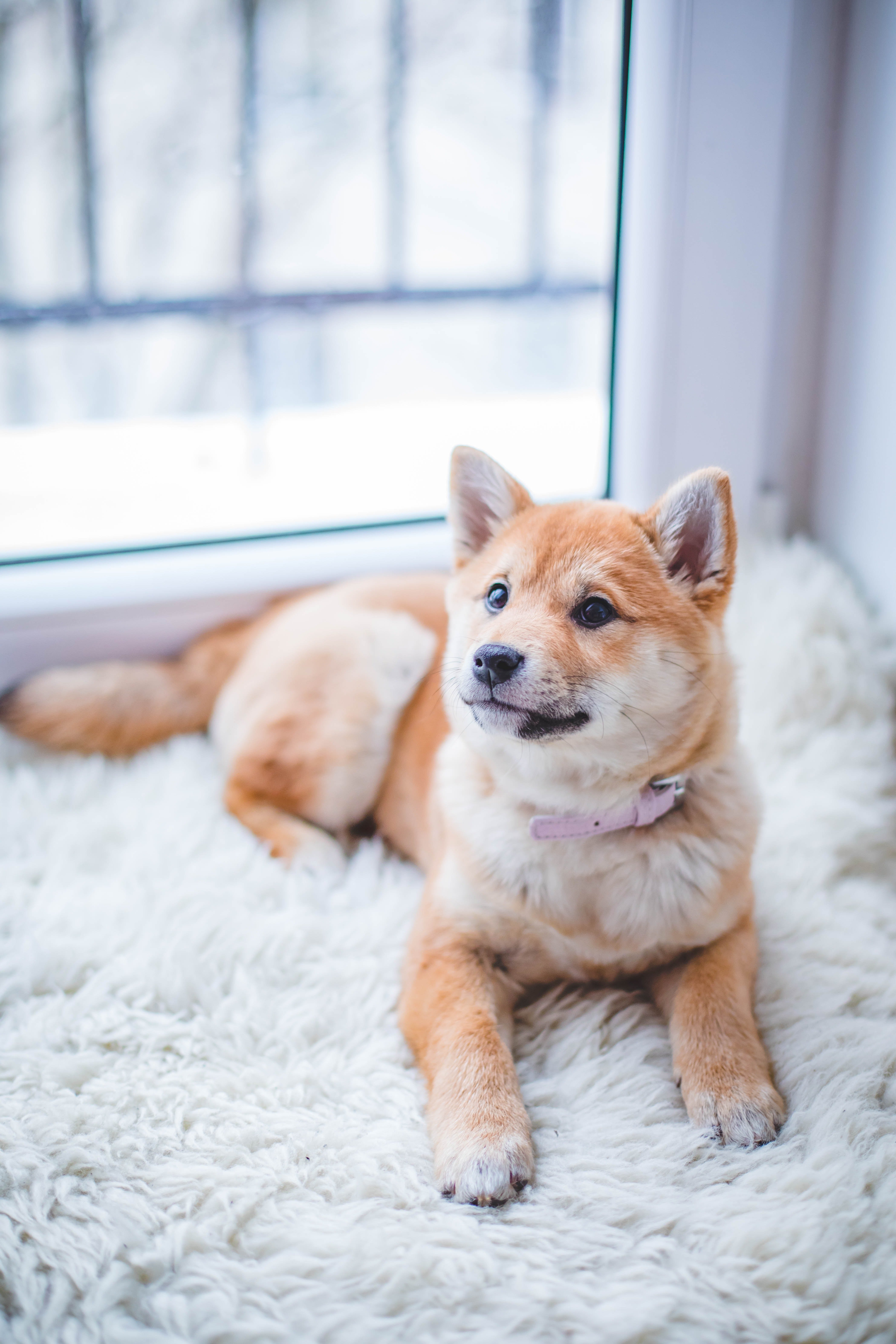 A puppy looking up into the camera. | Source: Pexels/ Valeria Boltneva 