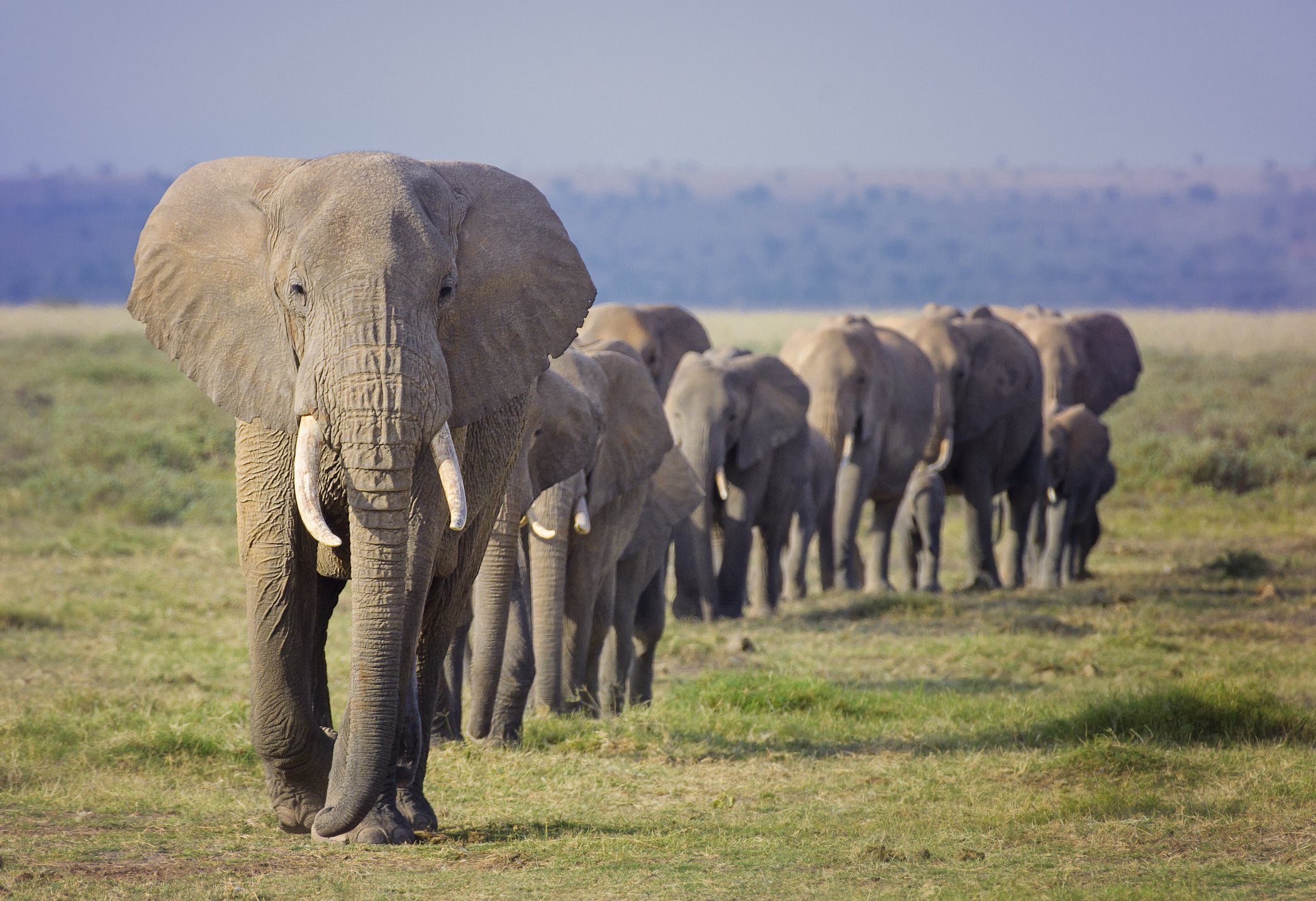 A herd of African Elephants march in a line toward a water hole at Amboseli National Park, Kenya. | Photo: Getty Images