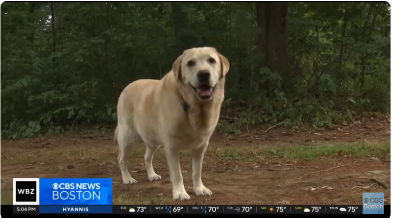 One of the Long family's dogs, from a post dated August 20, 2025 | Source: Youtube/cbsboston