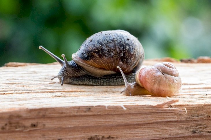 Scarica Gratis Images Les 5 Meilleures Blagues Sur Les Animaux Qui Vous Feront Eclater actualisé salutations