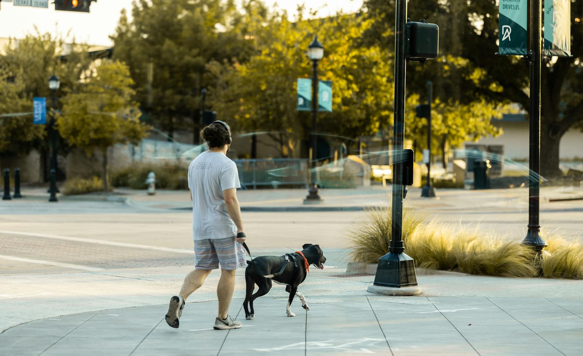 A man walking his dog | Source: Pexels