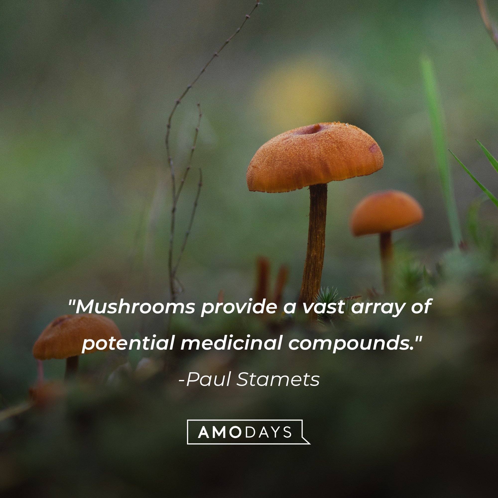 Paul Stamets’ quote: "Mushrooms provide a vast array of potential medicinal compounds." | Image: AmoDays