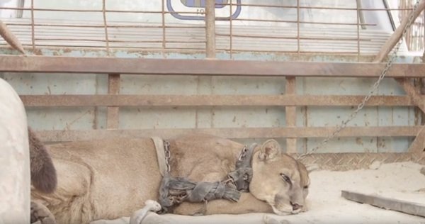 Imagen tomada de: YouTube / Animal Defenders International