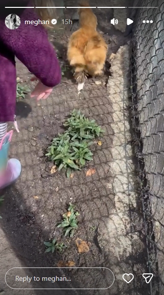 The determined little princess stretches her hand towards the bird as it begins to make its escape, her striped trousers and pink boots a flash of colour against the earthy ground of the enclosure. A patch of low green weeds fills the centre of the frame, with wire fencing visible along the right-hand edge — the chicken, it seems, had somewhere far more important to be. | Source: Instagram/meghan