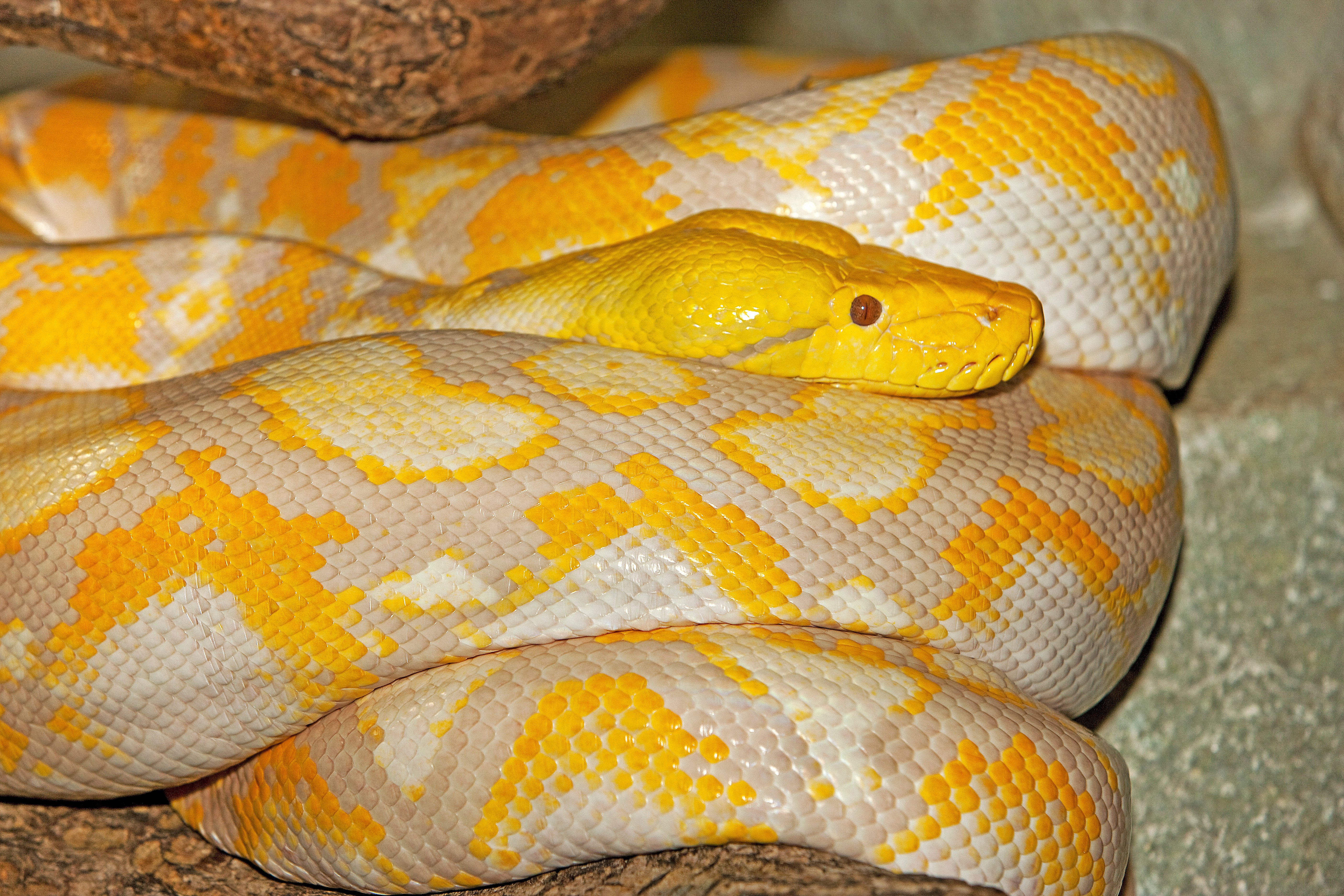 An albino reticulated python similar to the one who bit Walter Erhard | Photo: Shutterstock