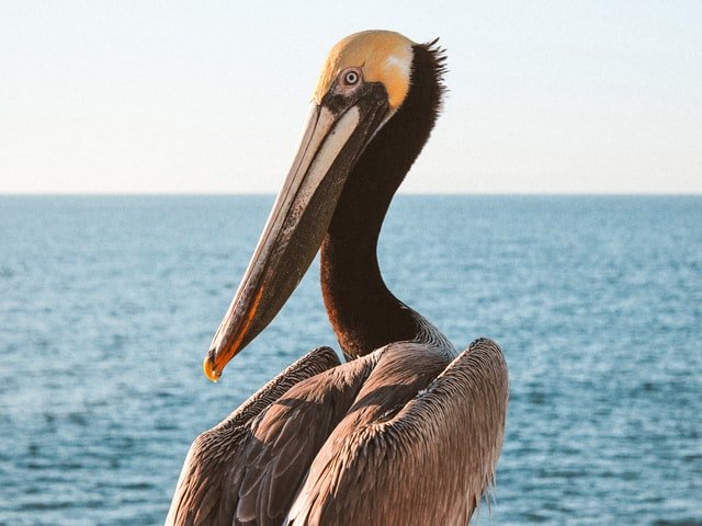 Un pélican au bord de l'océan | Photo : Unsplash Un pélican au bord de l'océan | Photo : Unsplash