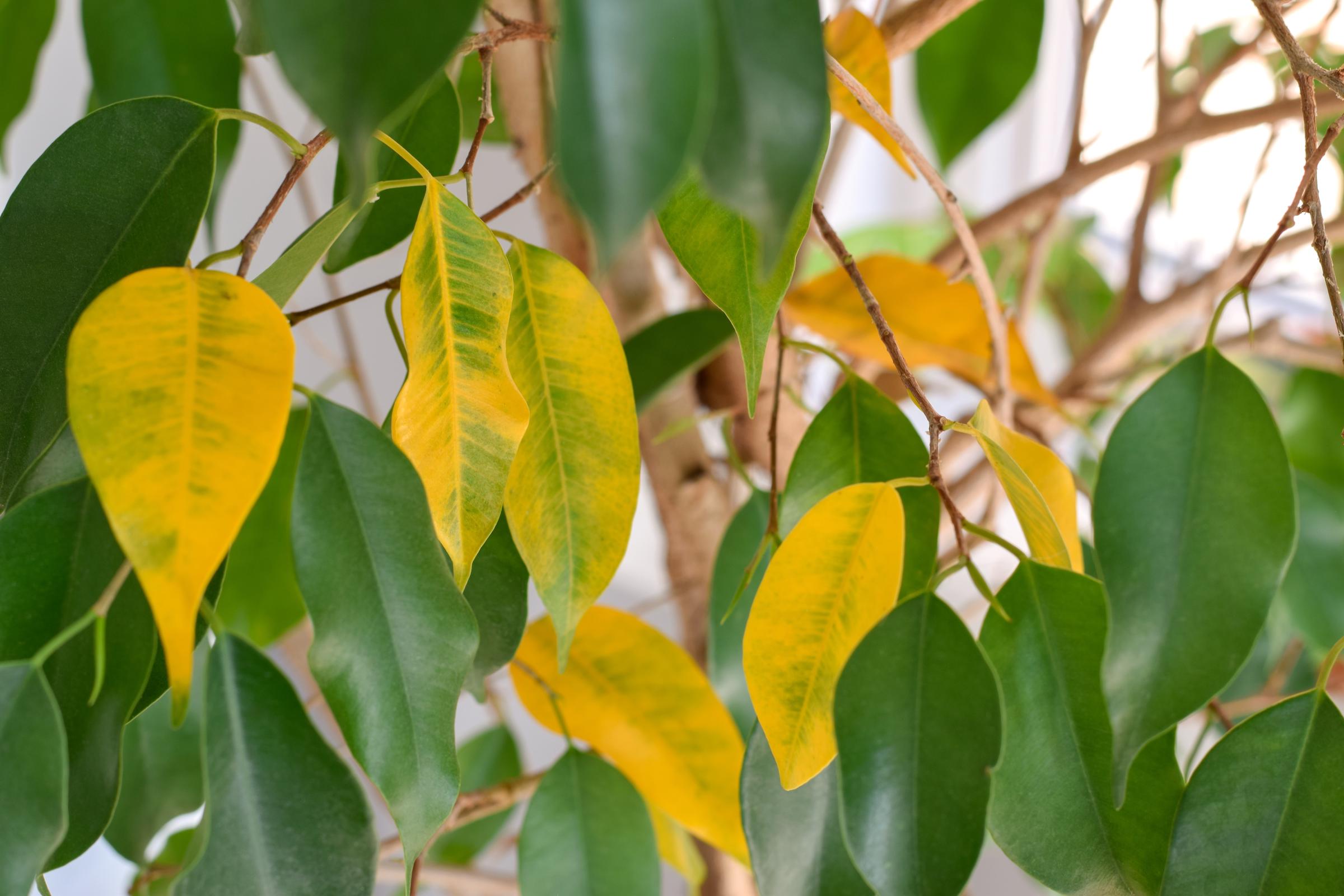 Yellowing leaves on a plant | Source: Shutterstock