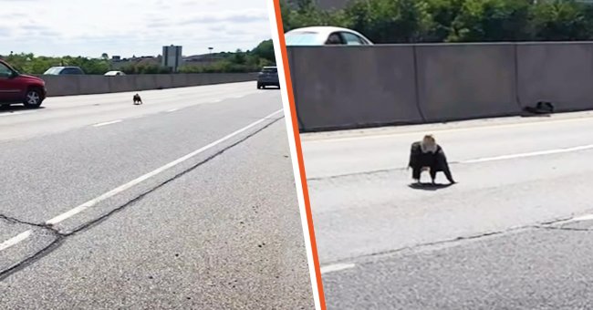 Good Samaritan notices injured bald eagle stranded in heavy traffic, rushes to save her life | YouTube/6abc Philadelphia