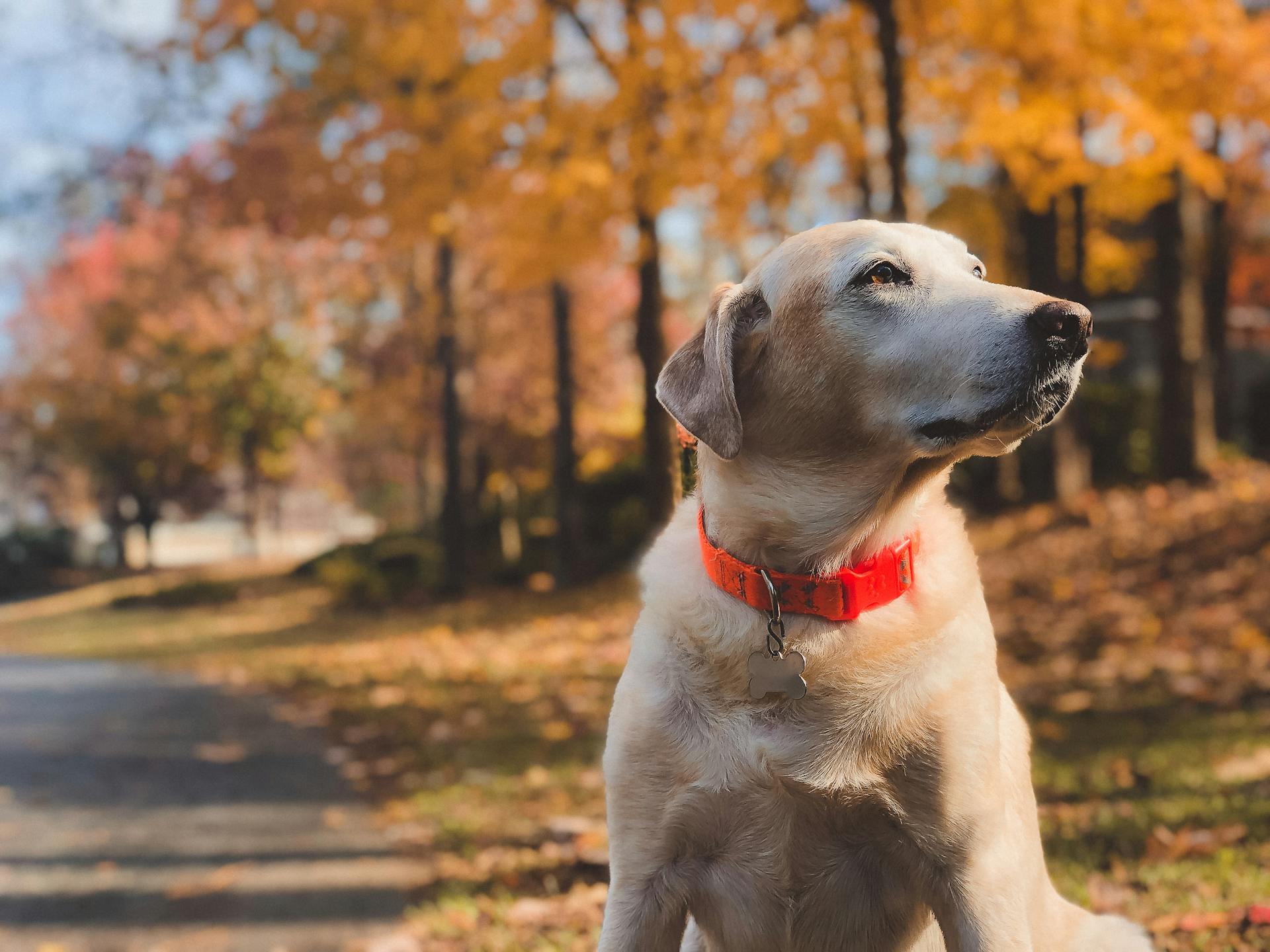 Um cachorro sentado ao ar livre | Fonte: Pexels