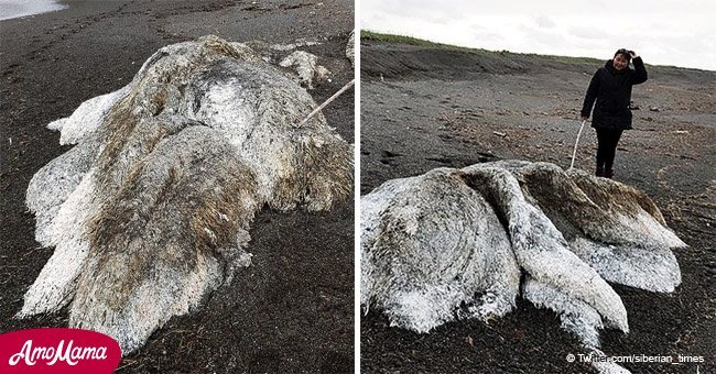 Mysterious 'hairy sea monster' filmed after it washed up on a desolate shoreline