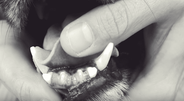 Los dientes de Herschel. | Imagen tomada de: YouTube/Rocky Kanaka Los dientes de Herschel. | Imagen tomada de: YouTube/Rocky Kanaka