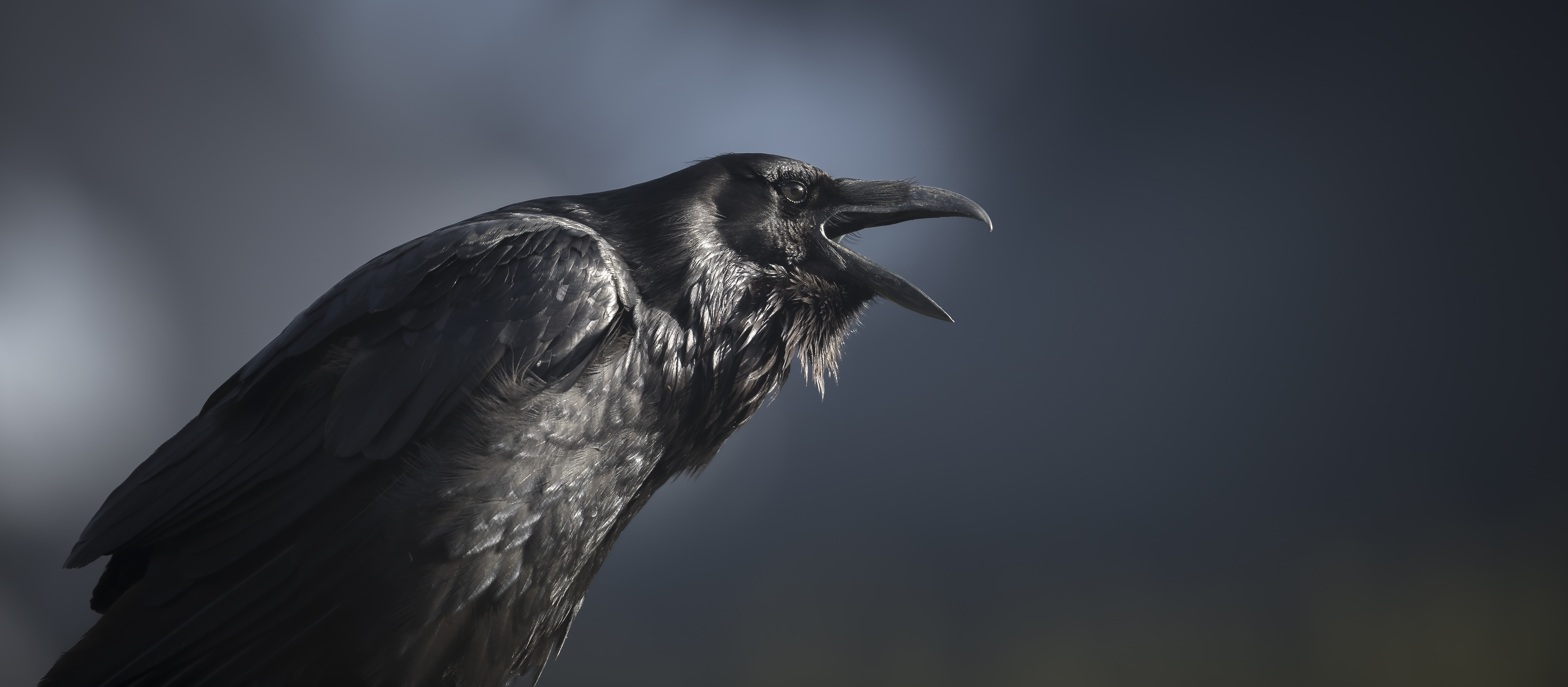 A raven calling out. | Source: Getty Images