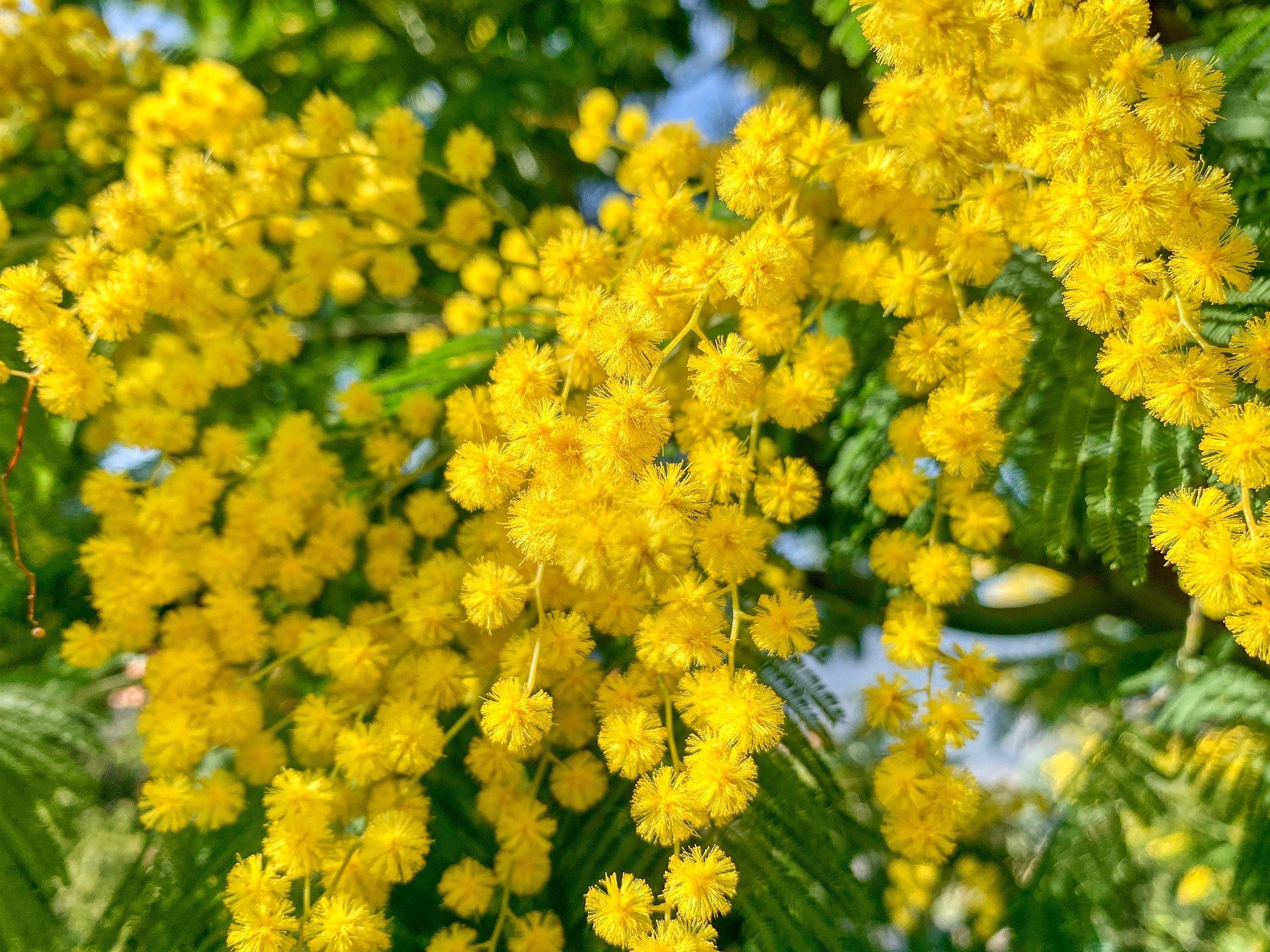 Le mimosa dans un jardin. | Photo : Pixabay