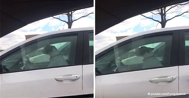 Impatient dog honks car horn at owners dining in a Subway