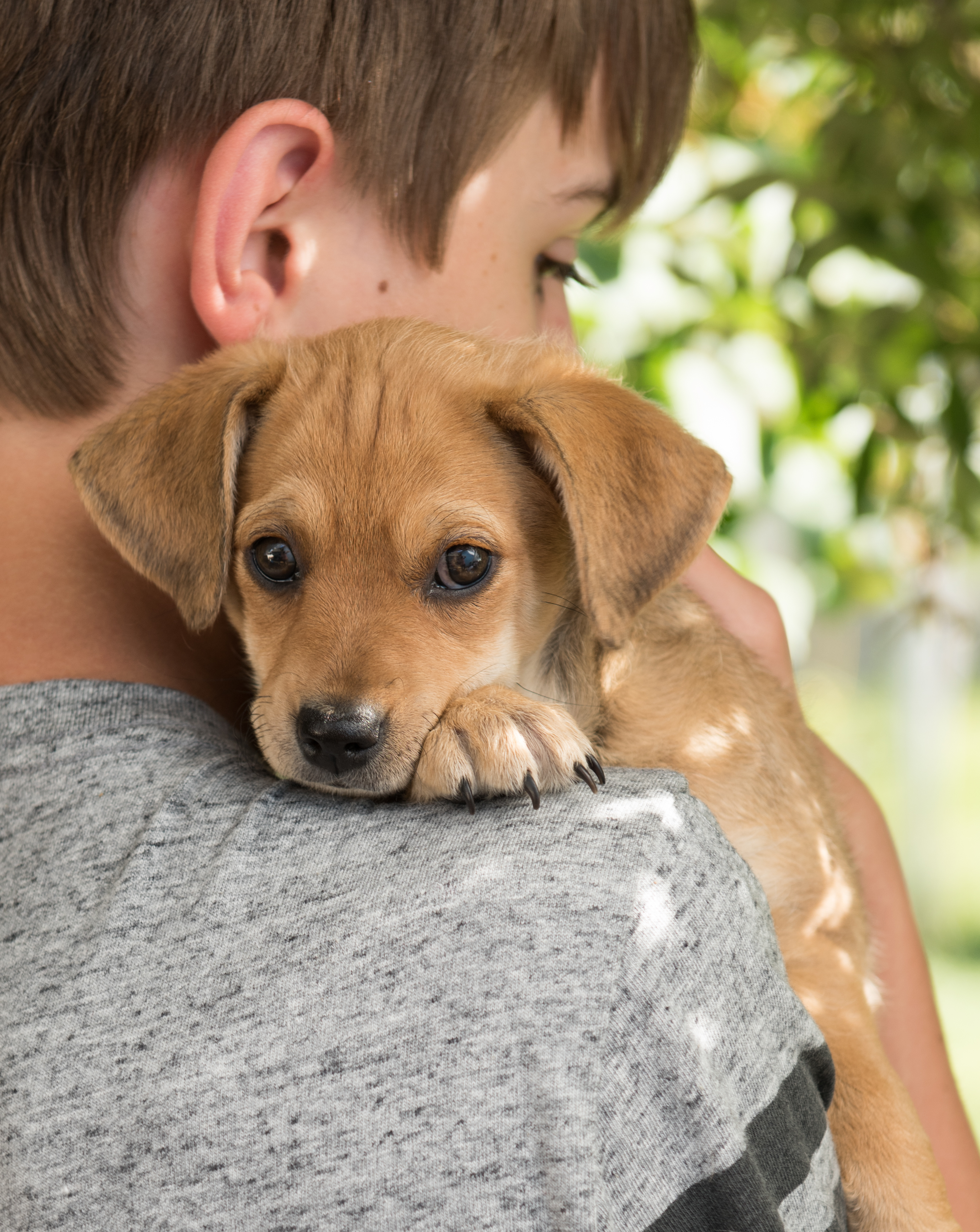 Boy with little puppy | Source: Shutterstock.com