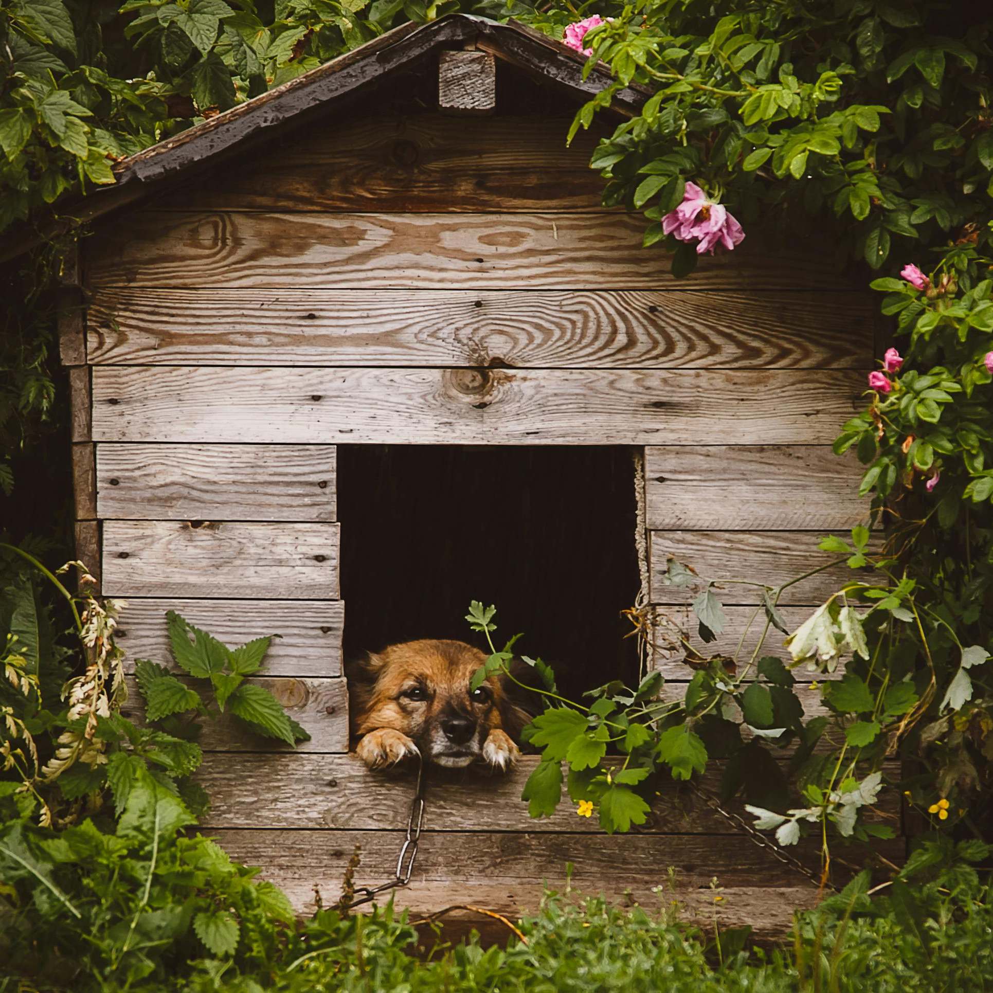 A dog looking comfortable in its kennel | Source: Pexels