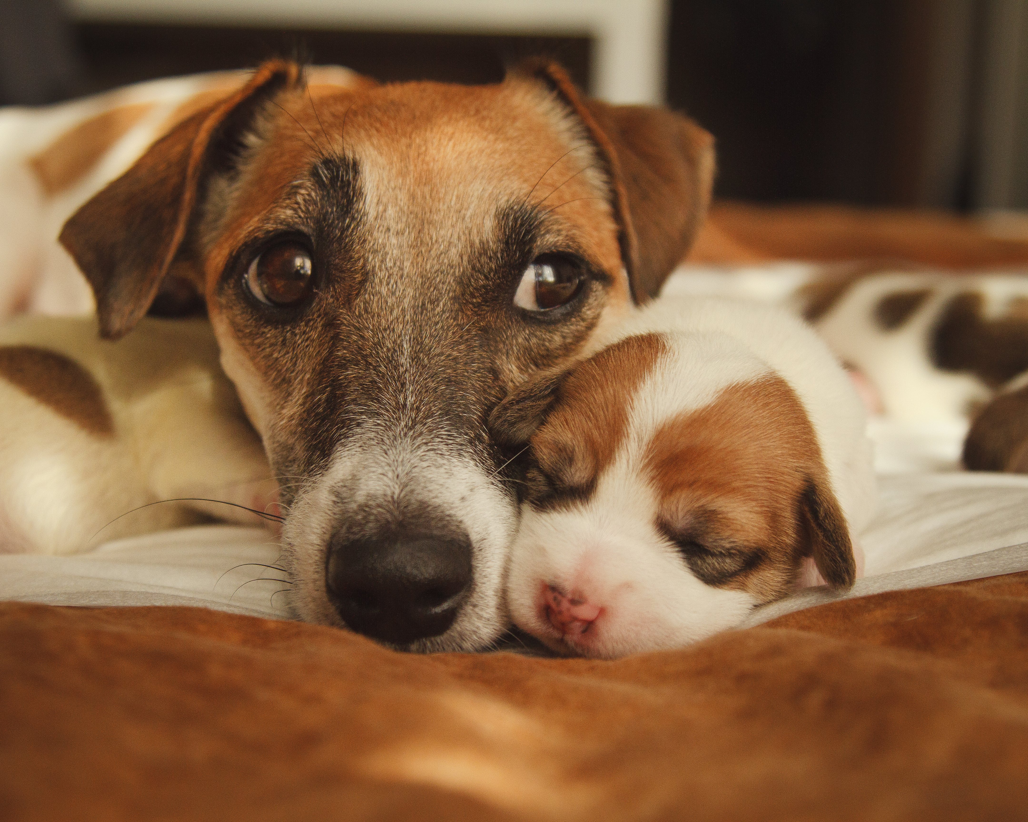 Cachorro con su mamá. | Foto: Shutterstock