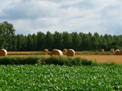 Des meules de foin. l Source: Flickr