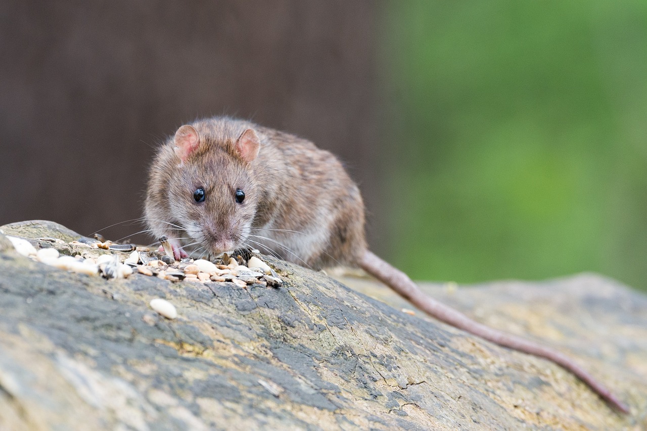 Rat nibbling at seeds | Source: Pixabay