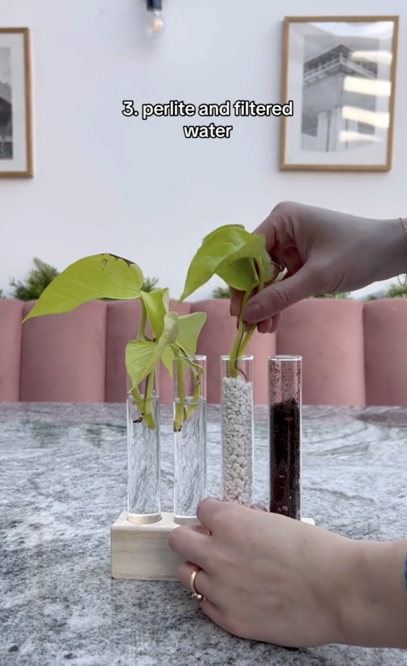 Neon pothos cuttings being placed in perlite in a clip uploaded on October 5, 2024 | Source: TikTok/thelittlelifelately