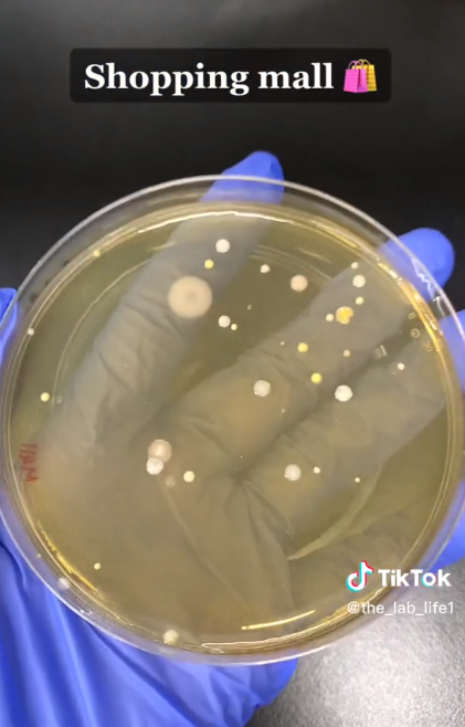 Eine Petrischale mit Bakterien, die aus einem Händetrockner in einem Einkaufszentrum stammen | Quelle: TikTok/@the_lab_life1