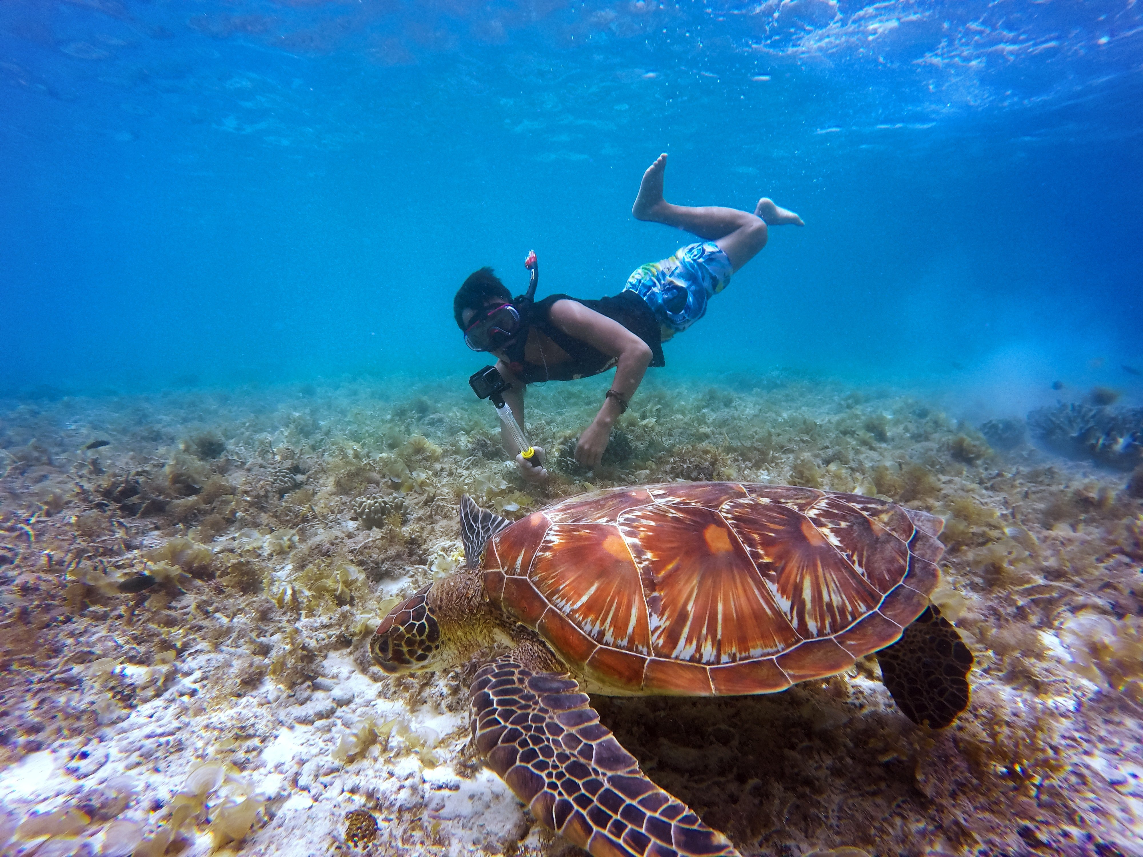Pictured - A man snorkeling and taking a video of a brown tortoise in a body of water | Source: Pexels 