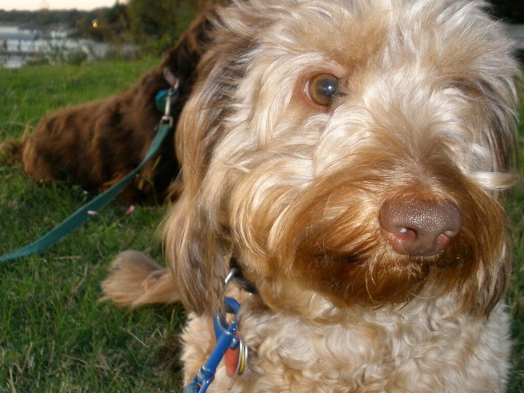 Perro recostado en el pasto.| Imagen: Flickr