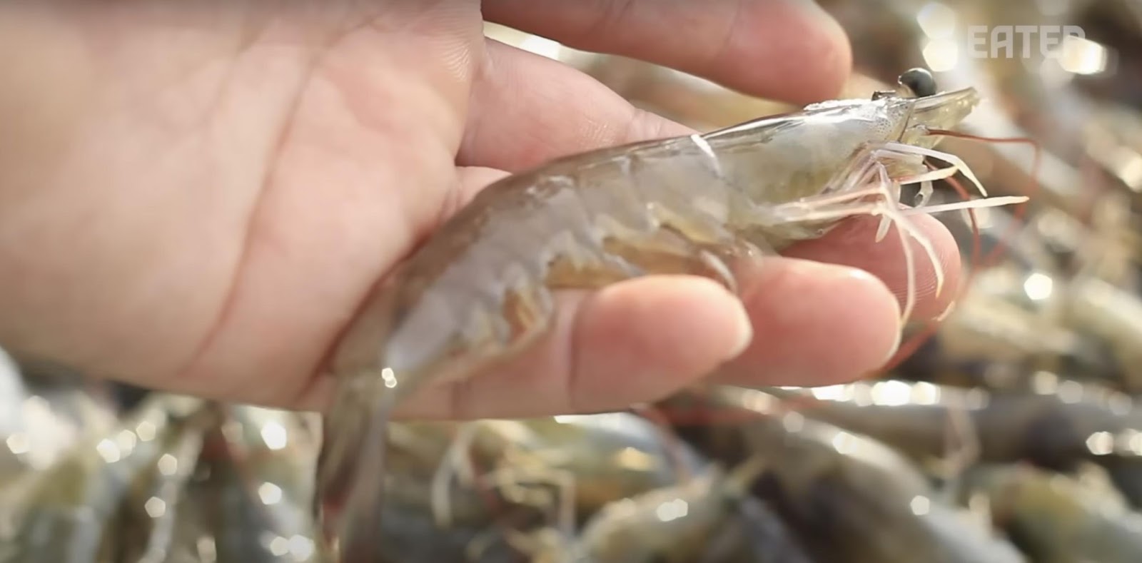 A close-up of a shrimp. | Source: YouTube/Eater