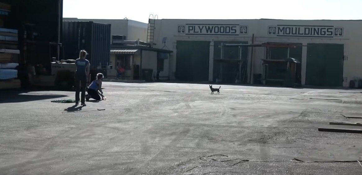 Shania auf dem Industriegelände | Quelle: YouTube/Hope for Paws - Official Rescue Channel