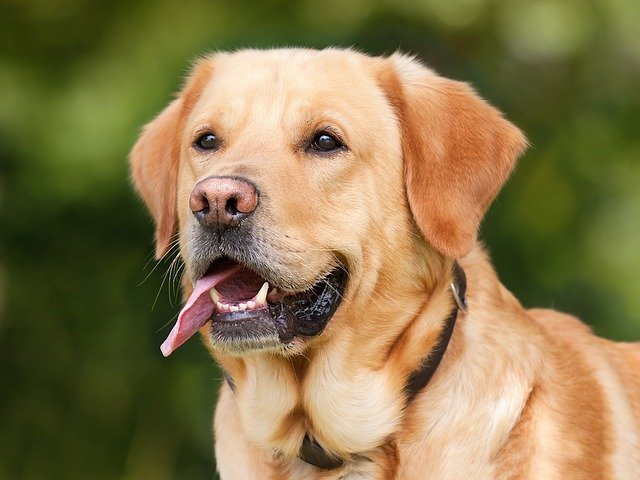 Perro labrador. Fuente: Pixabay