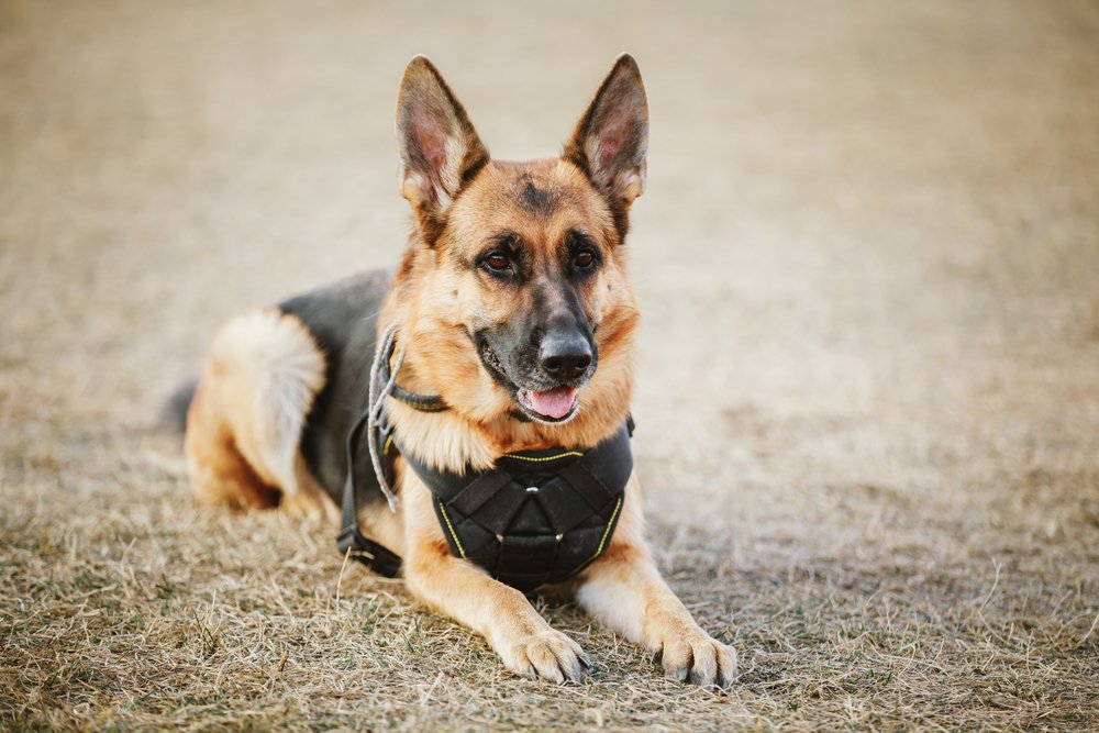 A brown German Sheep police dog obediently sitting on the ground | Photo: Shutterstock/Grisha Bruev