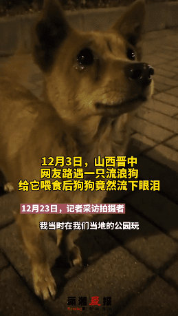 The dog was crying | Source: douyin.com/潇湘晨报